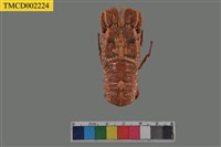 藏品(螯蟬蝦)的圖片